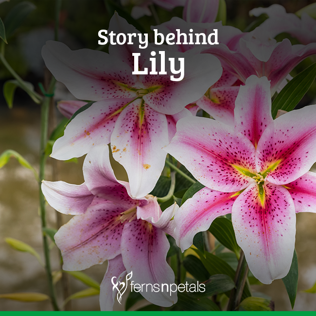 24+ Meaning Of Stargazer Lily Flower
