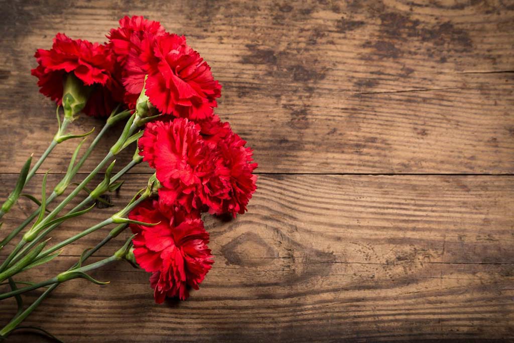 Top Facts About Carnations - Appleyard London