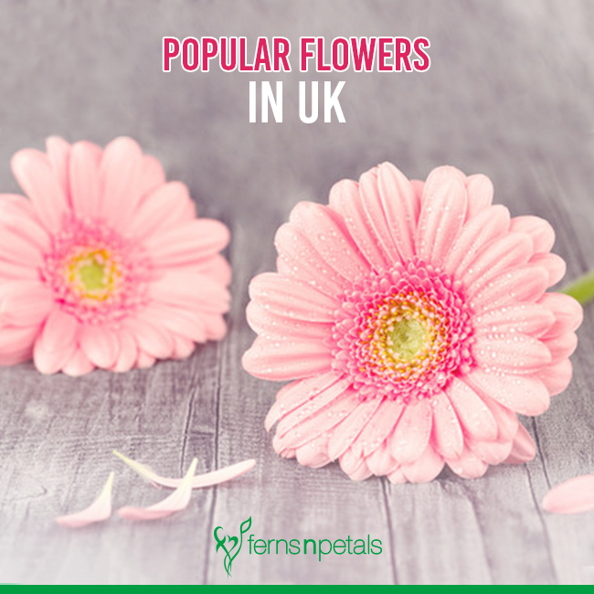 Which Flowers Are Por In Uk