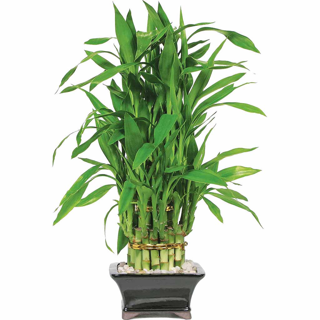 What country is lucky bamboo from?