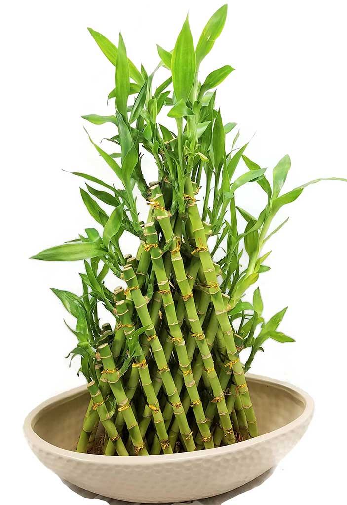 Interesting Facts About Lucky Bamboo Plant - Ferns N Petals