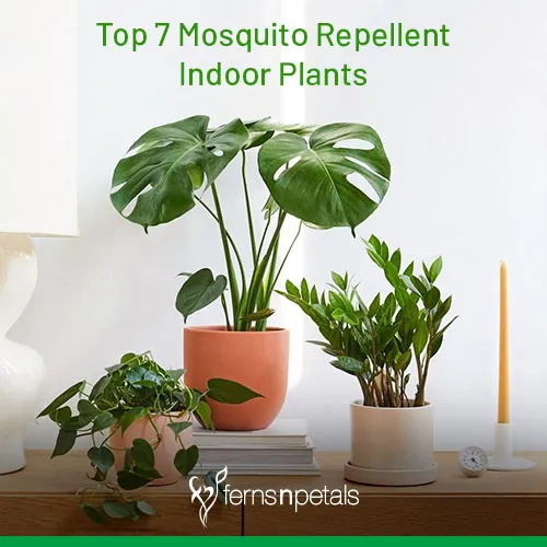 Top 9 Insect Repelling Indoor Plants - Omysa