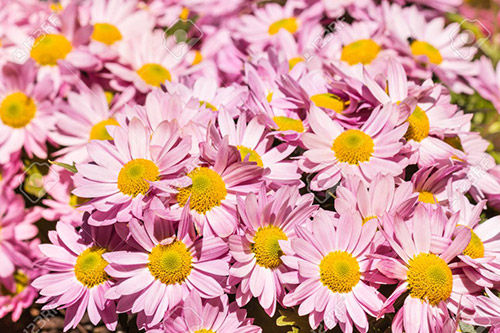 Chrysanthemum Flower Growing: How To Plant, Care, Plant Types of Mums