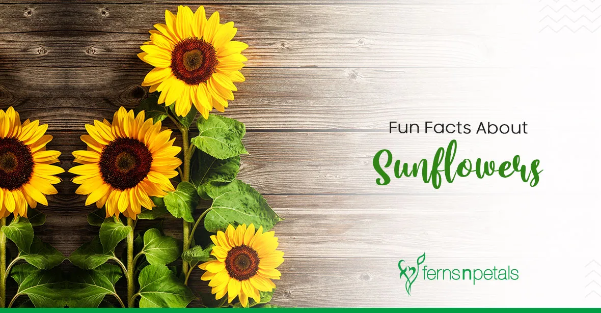 Sunflower Fun Facts You Didn't Know But Now You Do