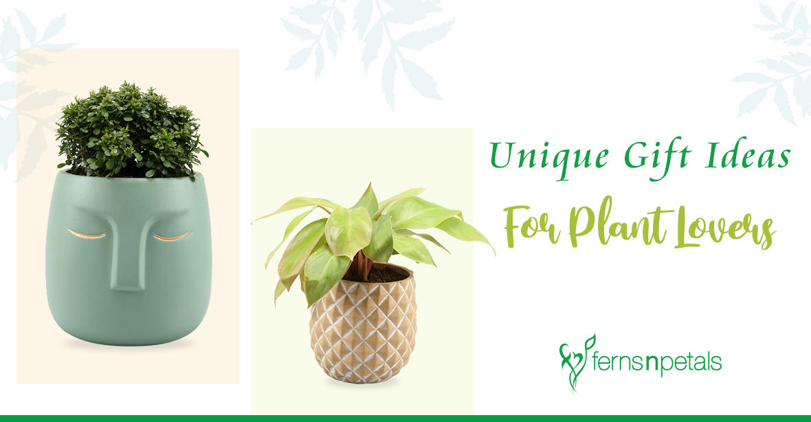 Alocasia velvet,Leaves Healthy and Settled Plant Indoor Plant Shade Lo —  Kadiyam Nursery