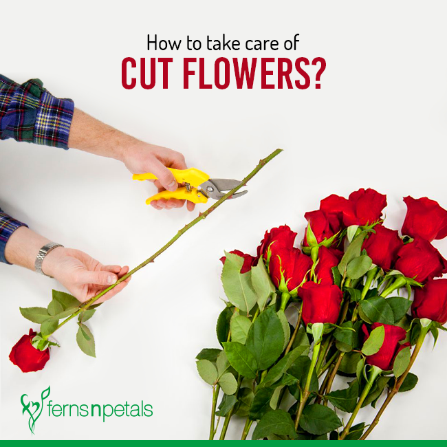 How to Take Care of Cut Flowers - Ferns N Petals