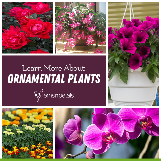 Learn More About Ornamental Plants