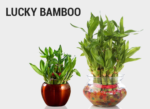 lucky-bamboo