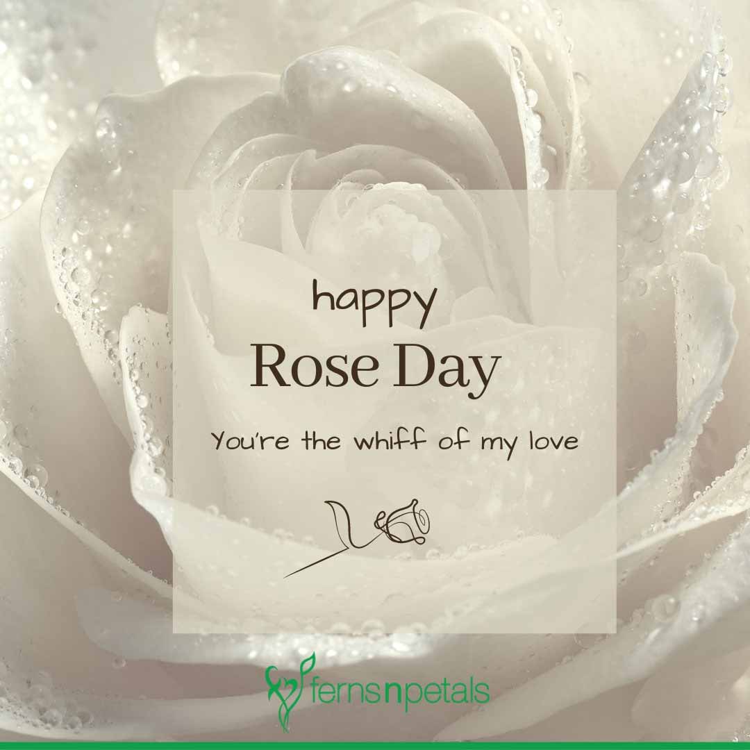 Happy Rose Day Quotes, Wishes & Images For Love | FNP